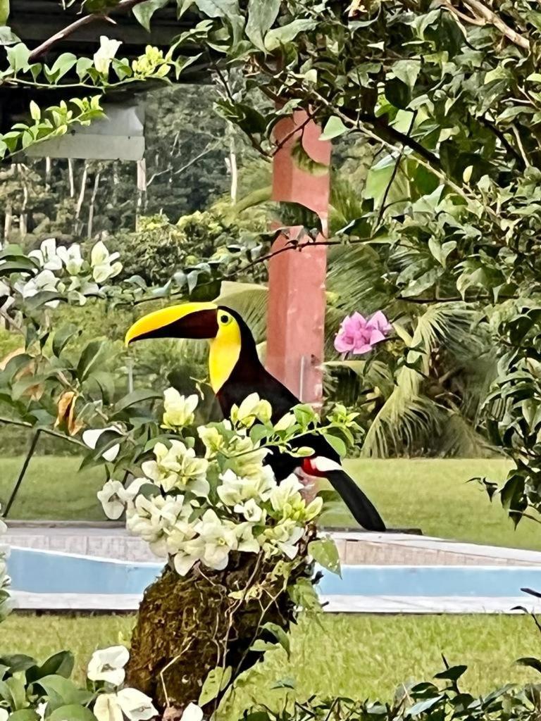 Willa Cabana Rodeada De Naturaleza En San Carlos Quesada  Zewnętrze zdjęcie