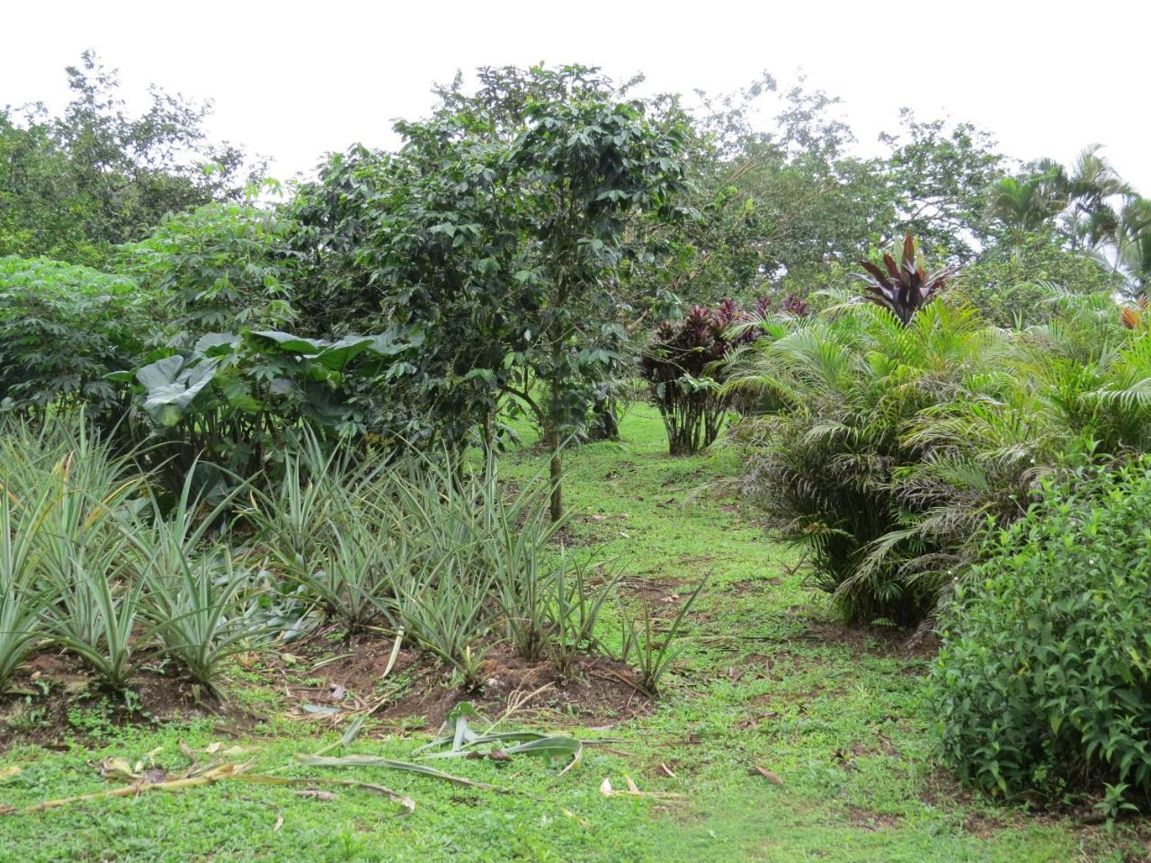 Willa Cabana Rodeada De Naturaleza En San Carlos Quesada  Zewnętrze zdjęcie