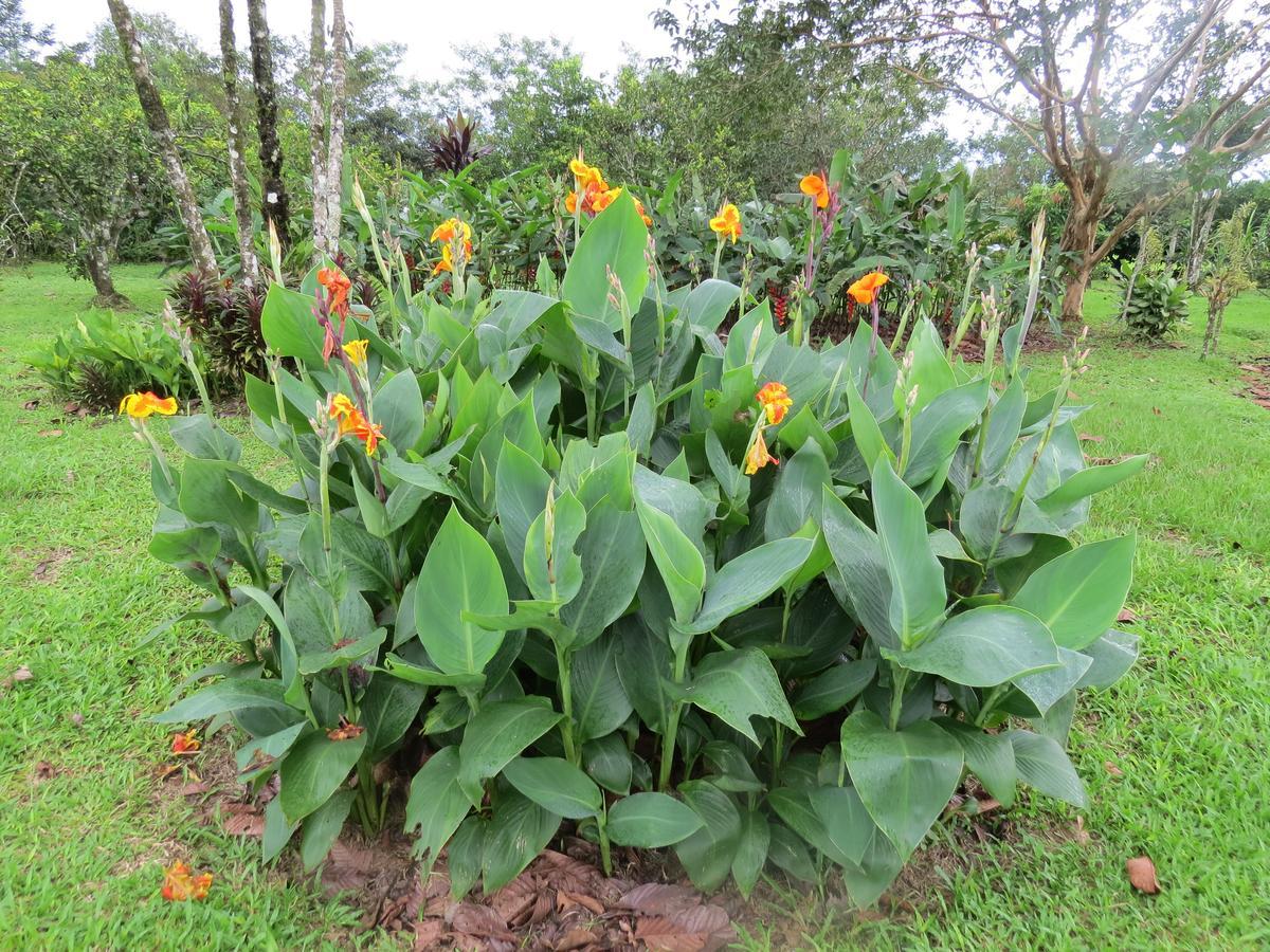 Willa Cabana Rodeada De Naturaleza En San Carlos Quesada  Zewnętrze zdjęcie