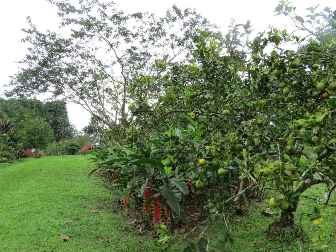 Willa Cabana Rodeada De Naturaleza En San Carlos Quesada  Zewnętrze zdjęcie